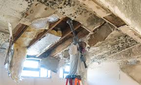 Best Commercial Mold Inspection  in Mattoon, IL